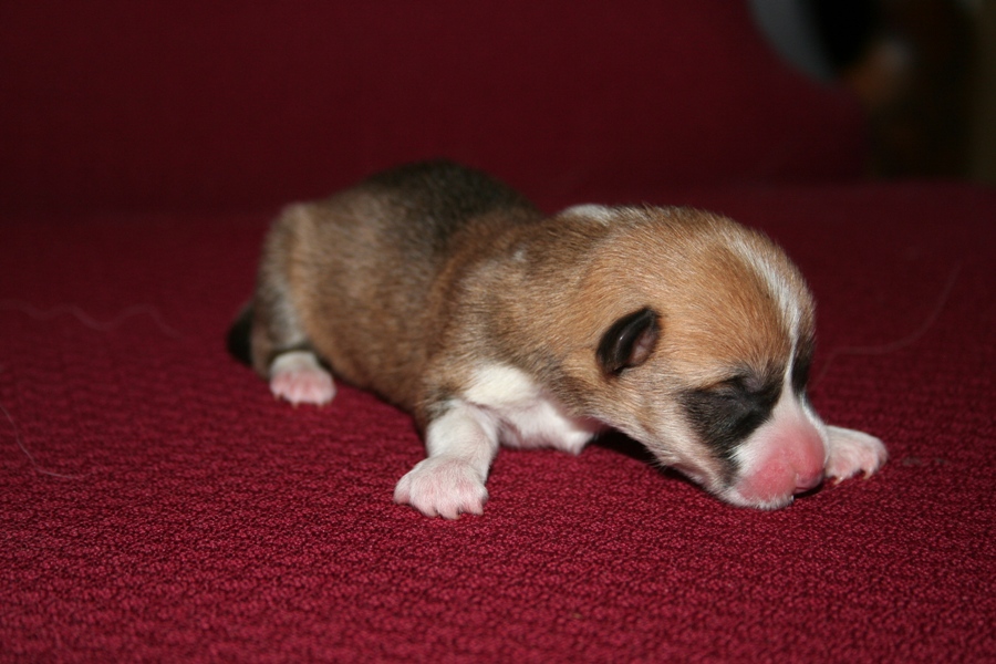 Puppies